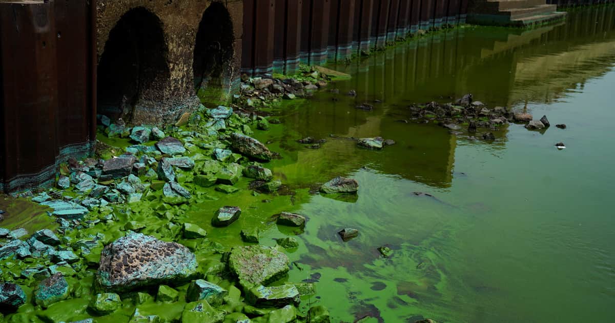 Detectaron cianobacterias en el agua y piden no tener contacto