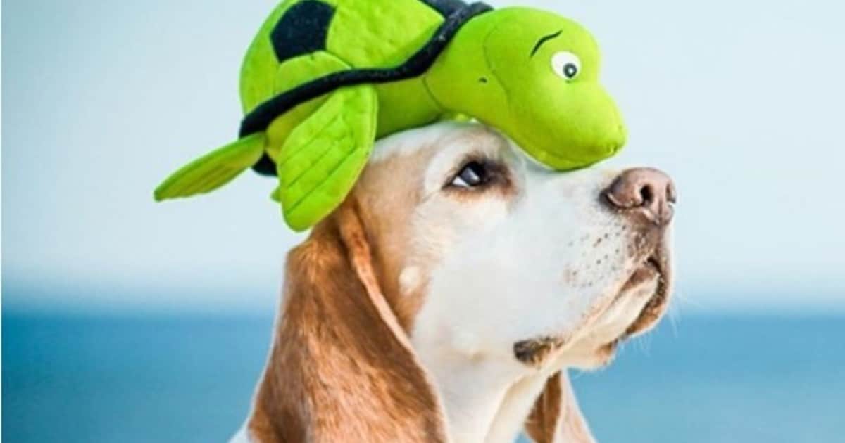 Con esta simple prueba podés saber si tu perro tiene una inteligencia superior al resto