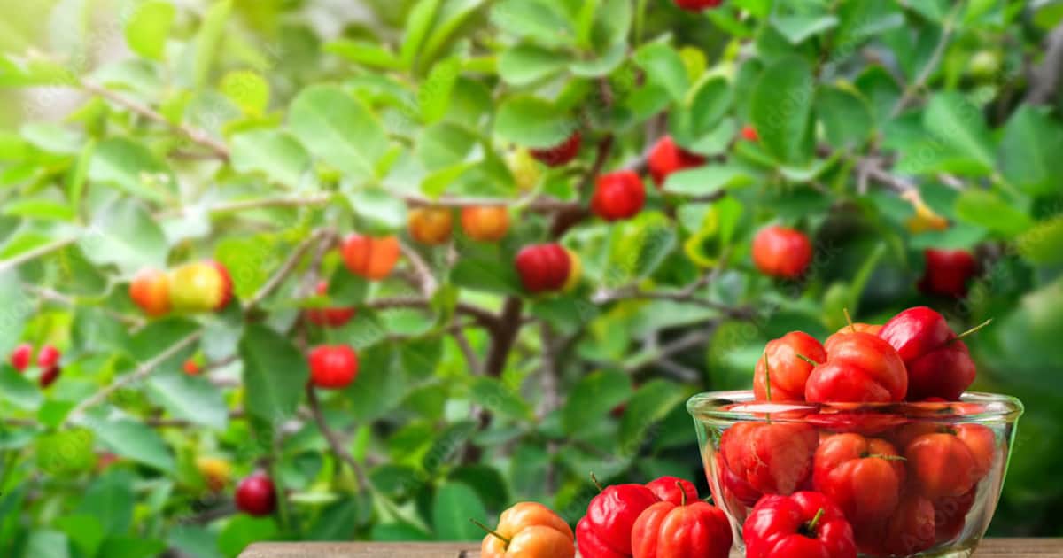 El árbol que produce uno de los frutos más ricos en vitamina C: cómo cultivar acerolas en maceta y cosecharlas en casa