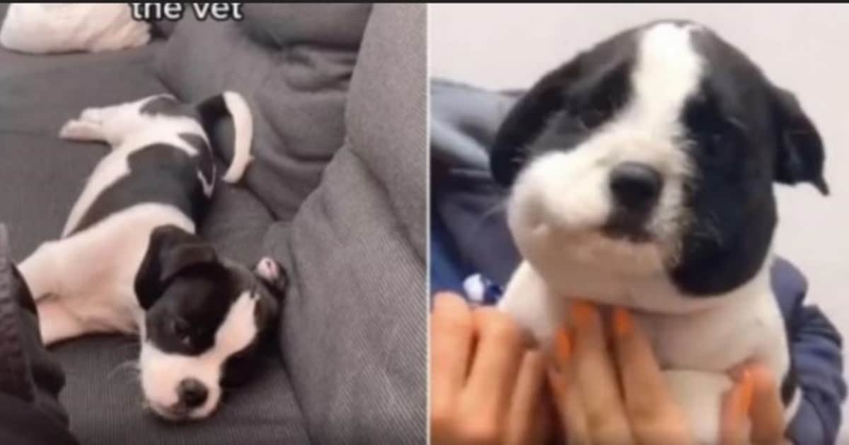 Un cachorrito causa ternura con su cara hinchada por comerse una abeja