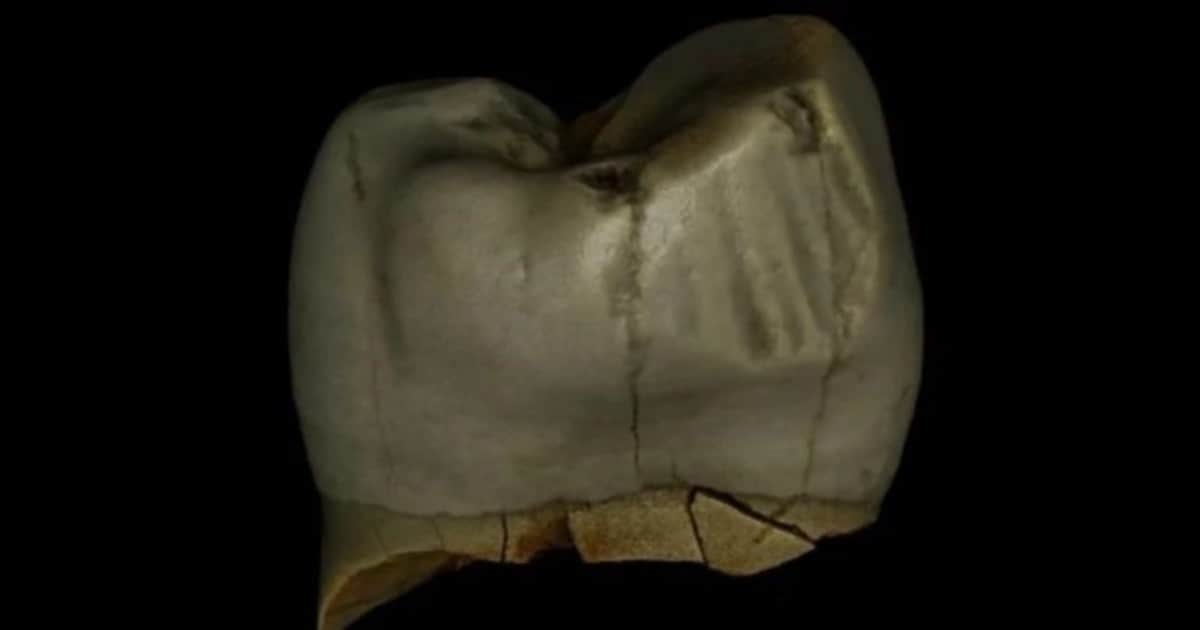 Se descubrió qué usaban los Neandertales hace 46.000 años para limpiarse los dientes