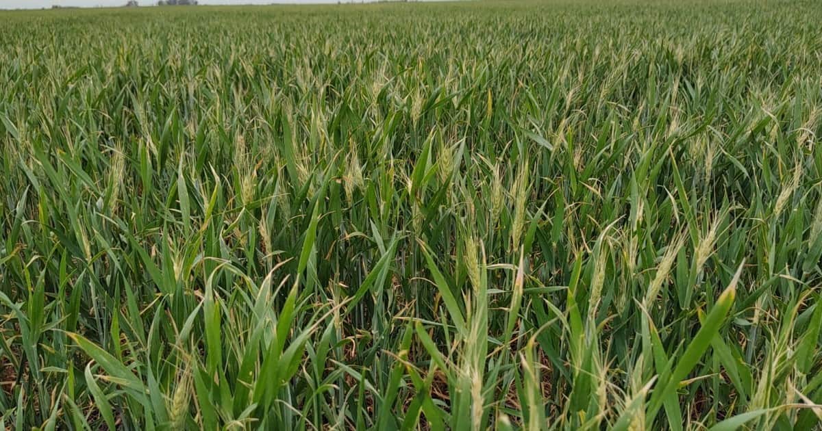¿Y el Niño?: el trigo empieza a sentir la falta de agua en la zona núcleo y 160.000 hectáreas ya están en condición regular