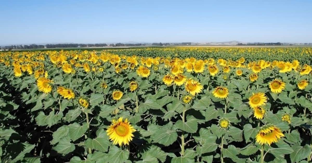 El boom del girasol: la gran demanda mundial impulsa el crecimiento del cultivo de cara a la nueva campaña