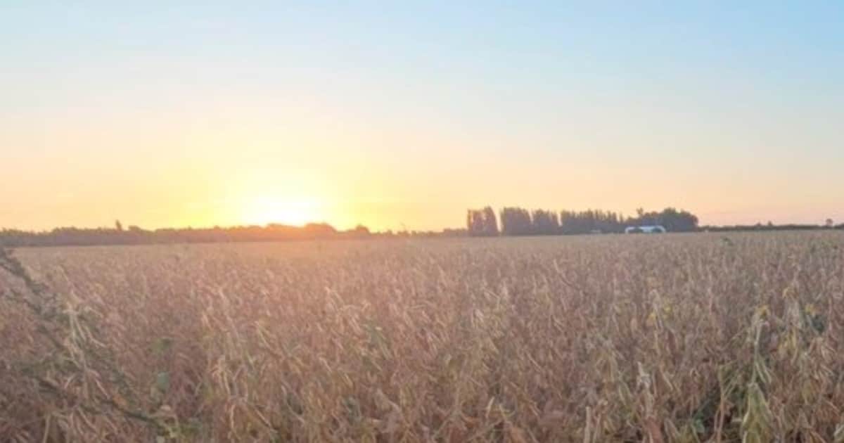 Nueva era para el maná de las pampas