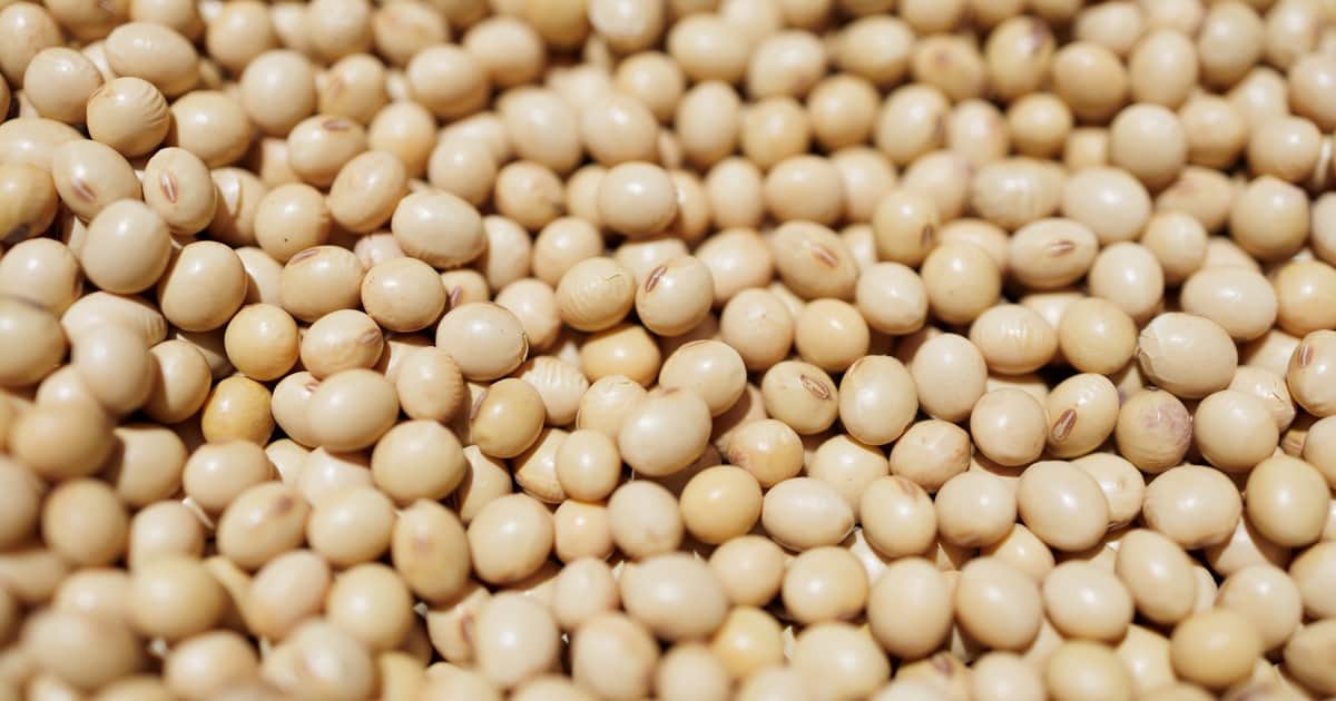 Los granos se tomaron un respiro pero siguen en niveles altos y abren una oportunidad para el productor