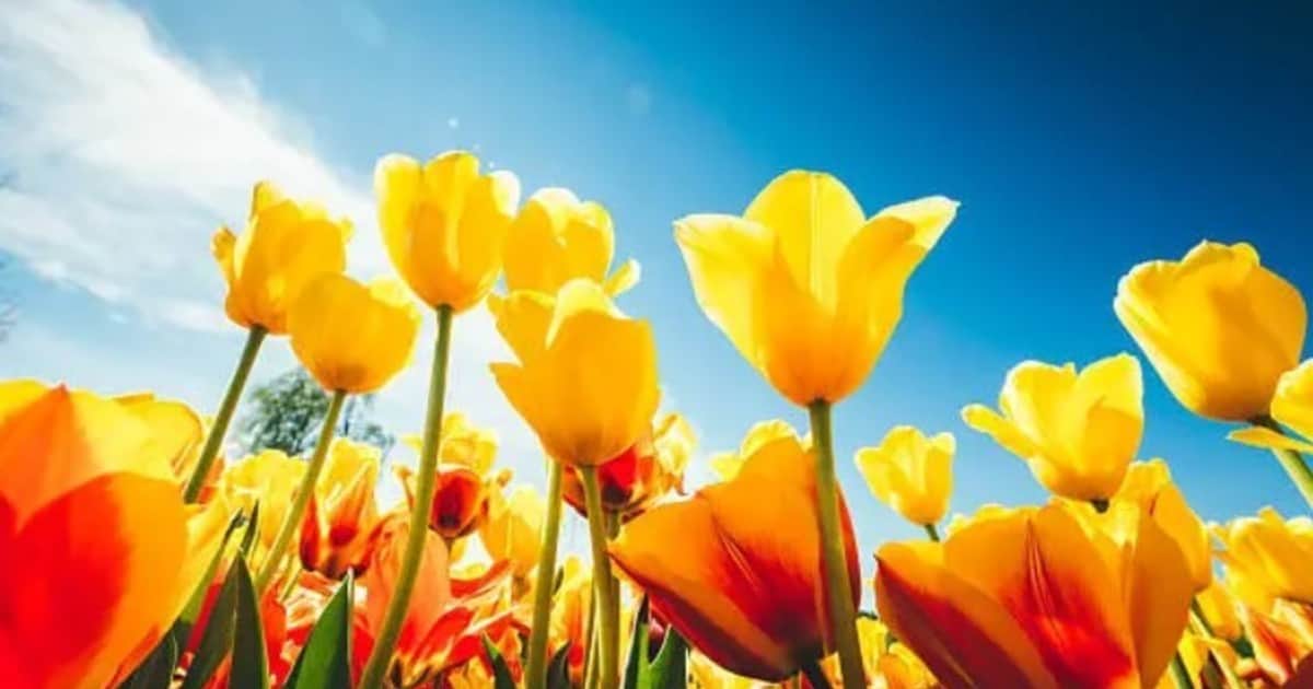 Primavera 2026: las mejores frases e imágenes para compartir este 21 de septiembre en WhatsApp