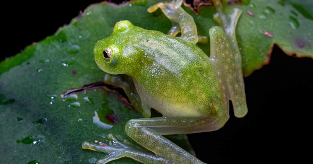 Las sorprendentes ranas de cristal esconden el 90% de su sangre mientras duermen y desconciertan a los científicos: el animal en reposo es dos o tres veces más transparente que cuando está despierto, y las células vuelven a circular en cuanto empieza a moverse de nuevo