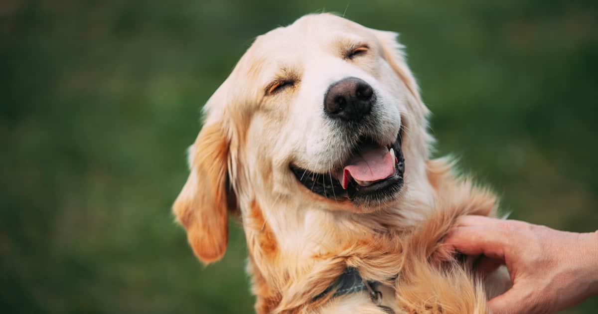 Los perros pueden detectar el estrés de una persona en su aliento y su sudor antes de que diga una palabra