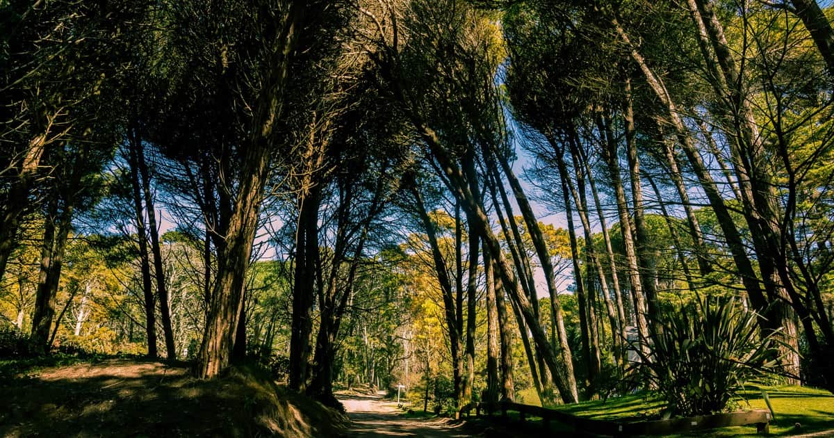 Qué es un "Baño de bosque" y por qué puede ayudar a la salud física y mental