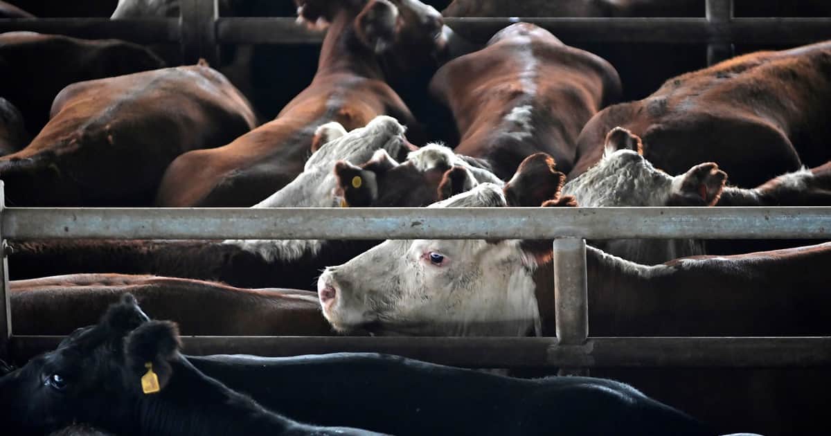 La hacienda gorda pierde impulso en Cañuelas, pero la vaca encuentra sostén en la exportación
