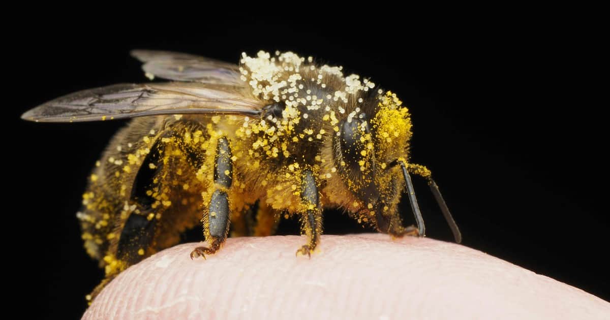 En 2013, se entrenó a abejas melíferas para encontrar minas terrestres dejadas por las guerras de los Balcanes; convirtió su extraordinario sentido del olfato en una insólita herramienta de detección