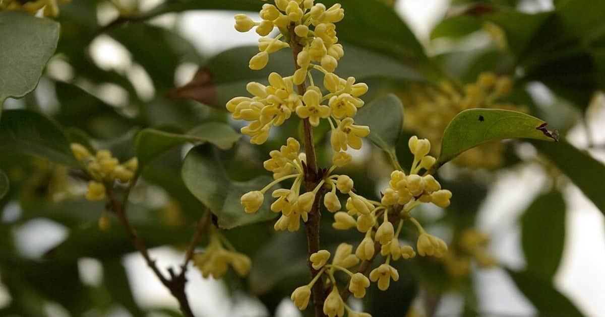 El árbol con más perfume del mundo: cómo cultivarlo en maceta y renovar tu balcón