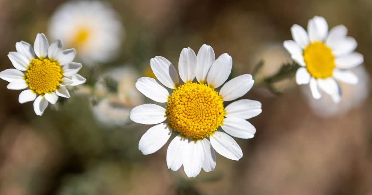 Las flores de este país