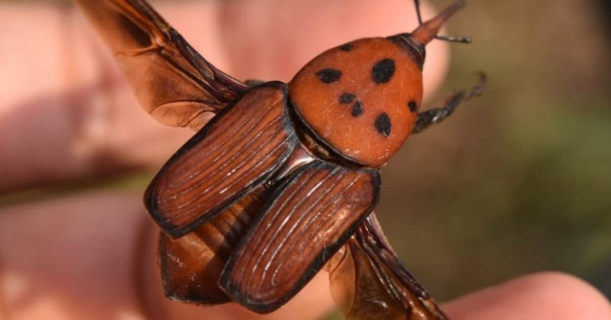 El Gobierno amplió el área bajo emergencia por la presencia de una plaga que mata a las palmeras