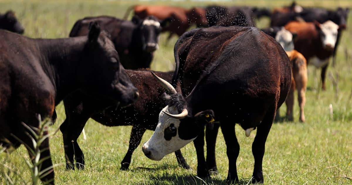 Confirmado por el gobierno de Texas | La amenaza del gusano barrenador reaviva los viejos temores de los ganaderos al sur de Texas