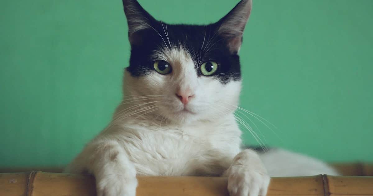 Alerta en California | Más de 1.100 gatos fueron sacrificados en refugios de Los Ángeles: por qué aumentan las eutanasias