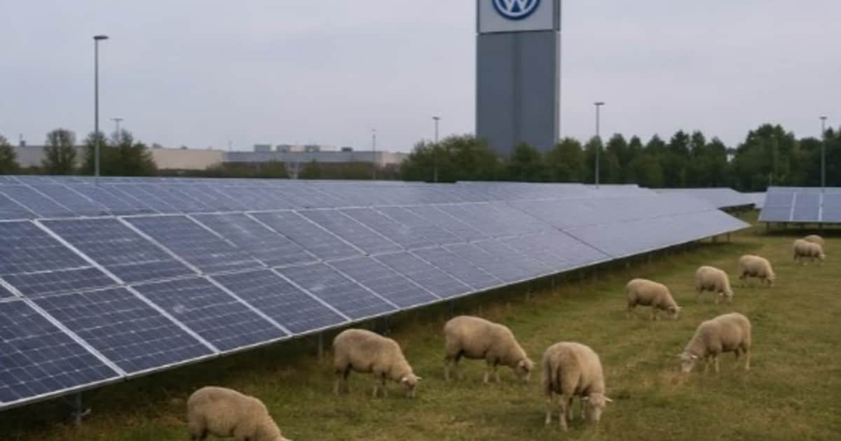 Científicos colocaron cámaras alrededor de granjas solares en Arkansas y descubrieron un “festín” oculto de ranas, serpientes y hasta tejones