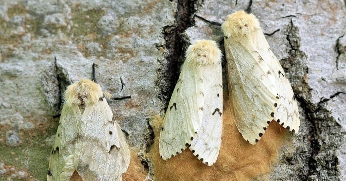 A partir de 1906, Estados Unidos liberó una mosca parasitoide para controlar polillas invasoras; décadas después, un estudio descubrió que también atacaba especies autóctonas