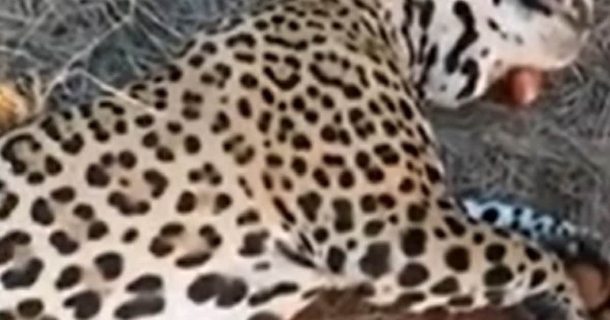 Histórico juicio por matar a un Yaguareté en Formosa: tres años de prisión en suspenso y multa millonaria para el cazador furtivo