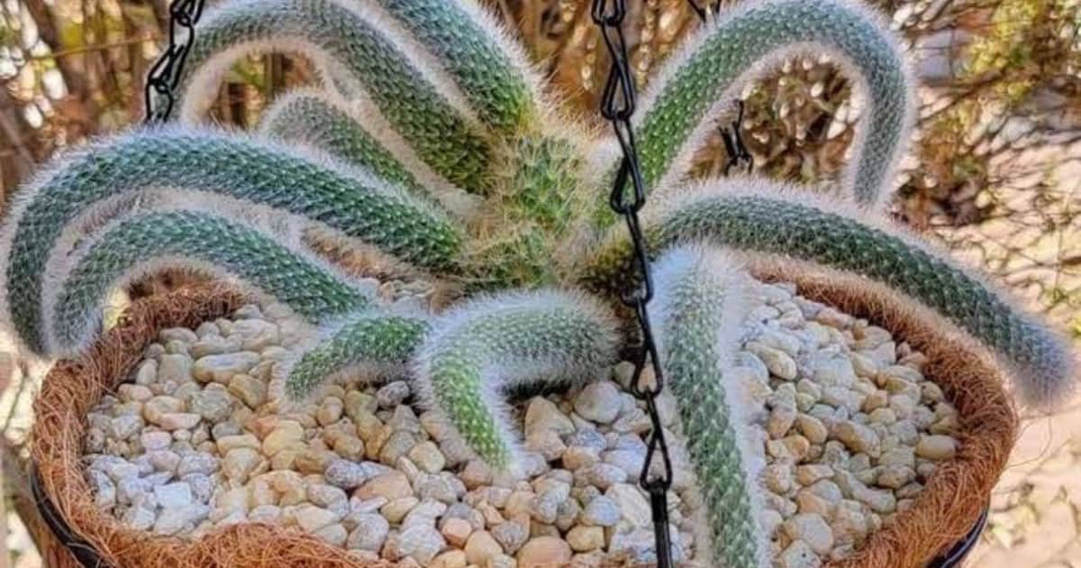 Cactus cola de mono: cómo tener una planta colgante sana, larga y llena de flores