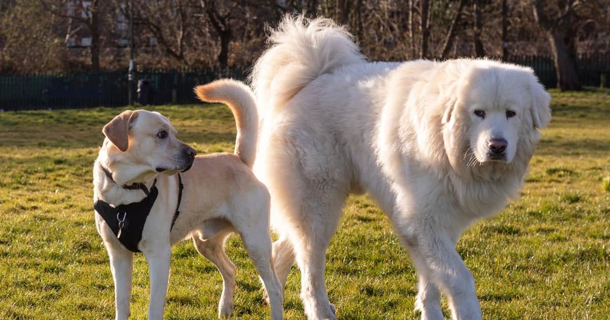 La psicología dice que las personas que dejan la televisión encendida para el perro antes de salir de casa no están siendo tontas; están haciendo lo que hacen las personas en cualquier relación de apego: intentar reducir la sensación de su ausencia