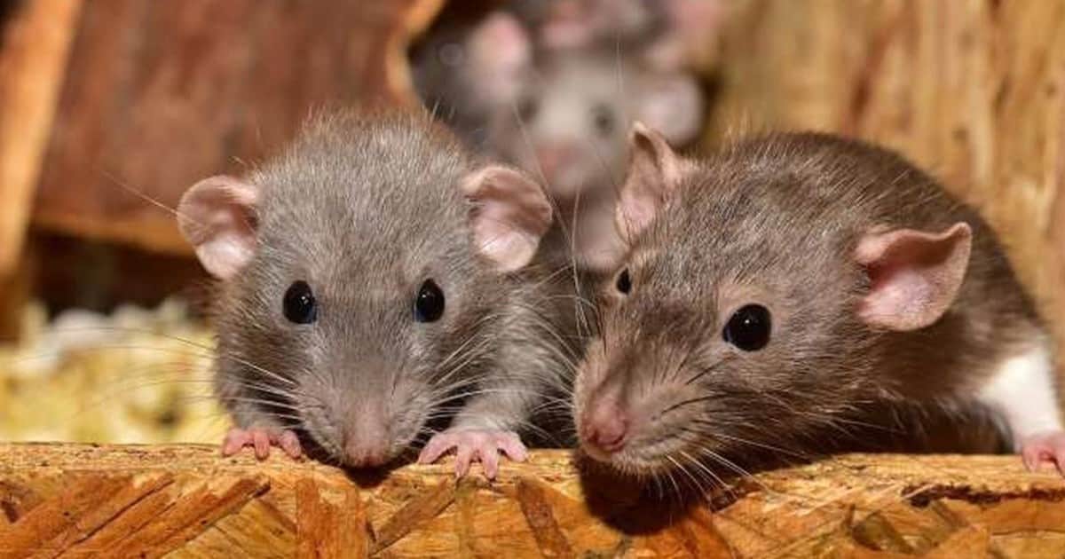 El truco con vinagre para ahuyentar las ratas de casa: cuántas cucharadas usar