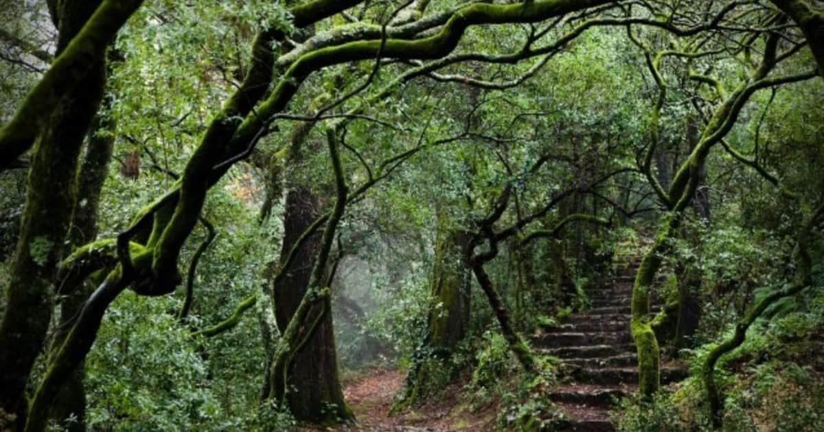 Mata do Bussaco, el primer "bosque terapéutico" de la península ibérica
