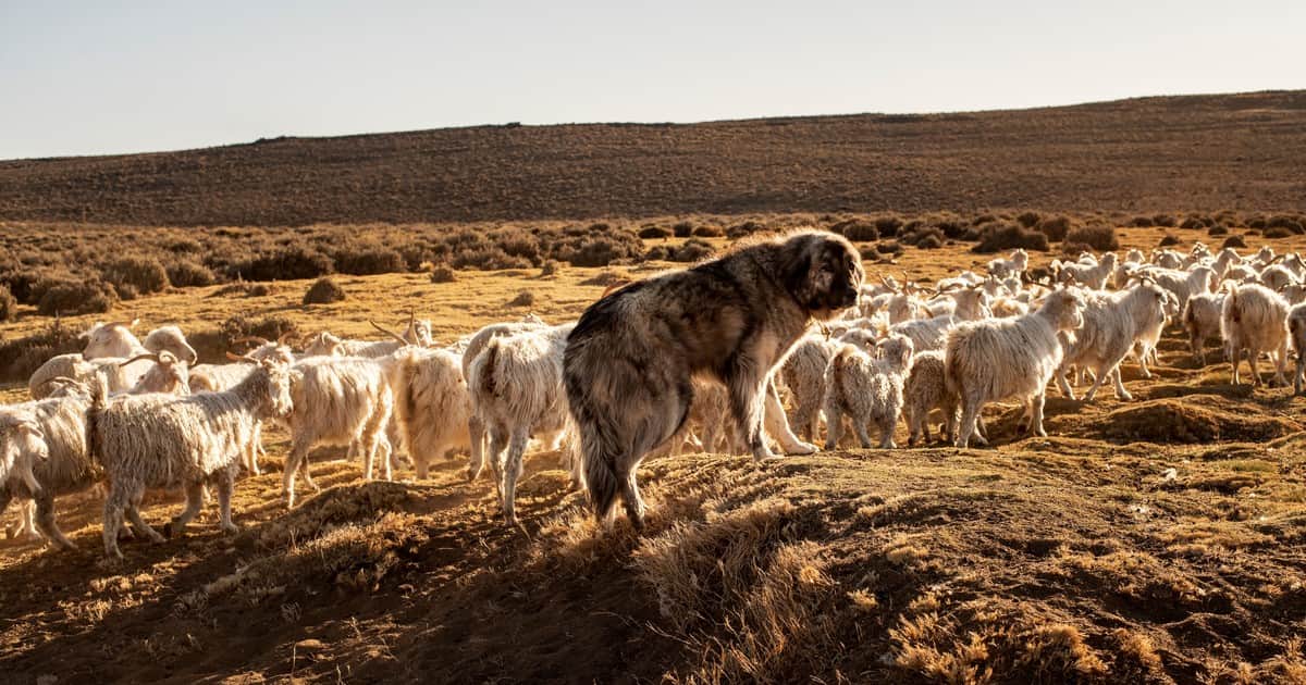 El guardián de los campos: cómo son los perros protectores de ganado que impiden los ataques de pumas