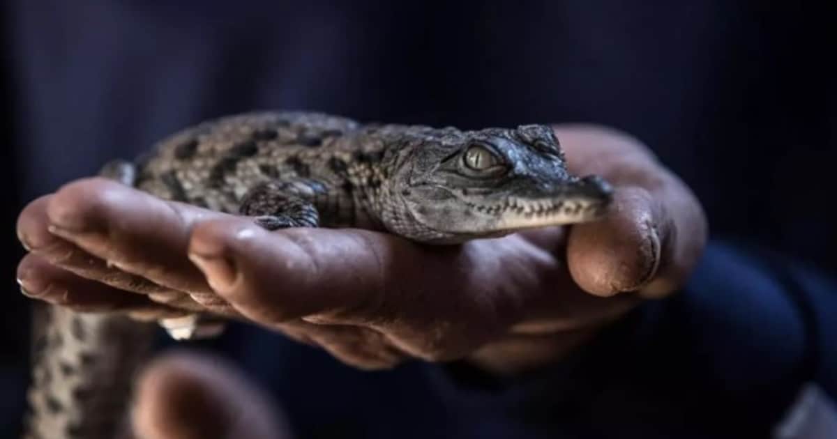 Debido a las sucesivas olas de calor nacieron al mismo tiempo diez cocodrilos del Nilo