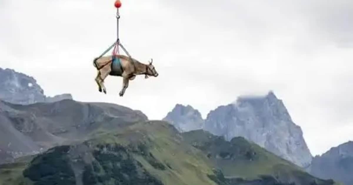 La “vaca voladora”: quedó atrapada en la montaña y la rescataron en helicóptero