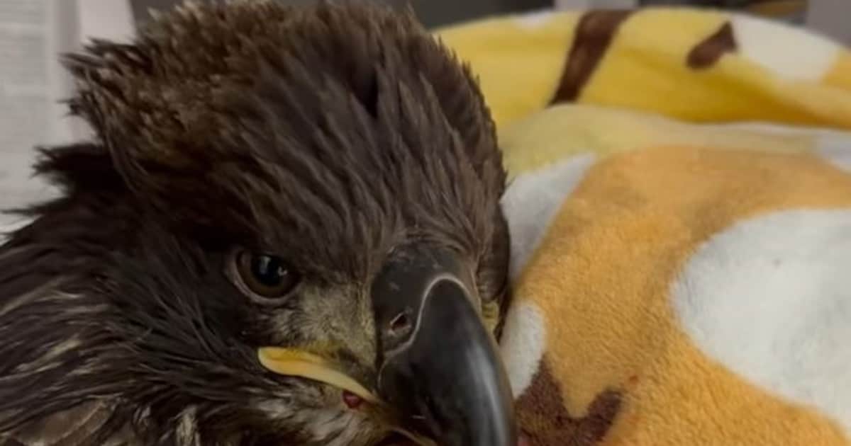 Un ave con graves lesiones a causa de un accidente obtuvo una segunda oportunidad de vida: "¡Tras casi seis largos meses de rehabilitación, esta joven águila calva finalmente volvió a surcar los cielos!