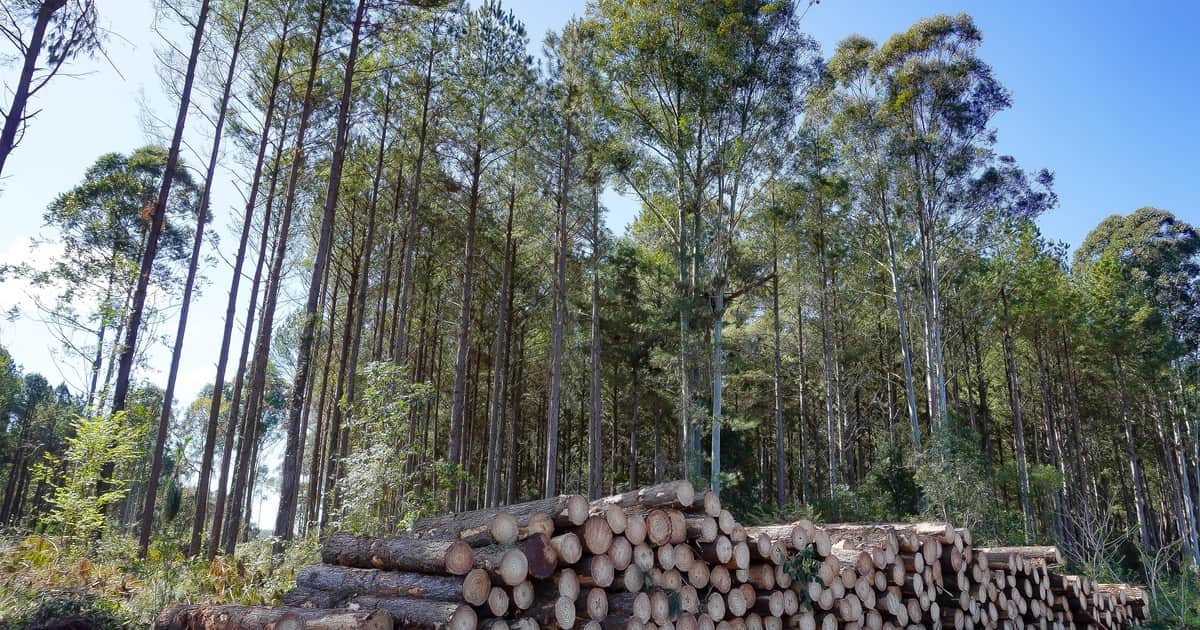 La forestoindustria apuesta al crecimiento, pero debe sortear una difícil coyuntura y el tradicional "costo argentino"