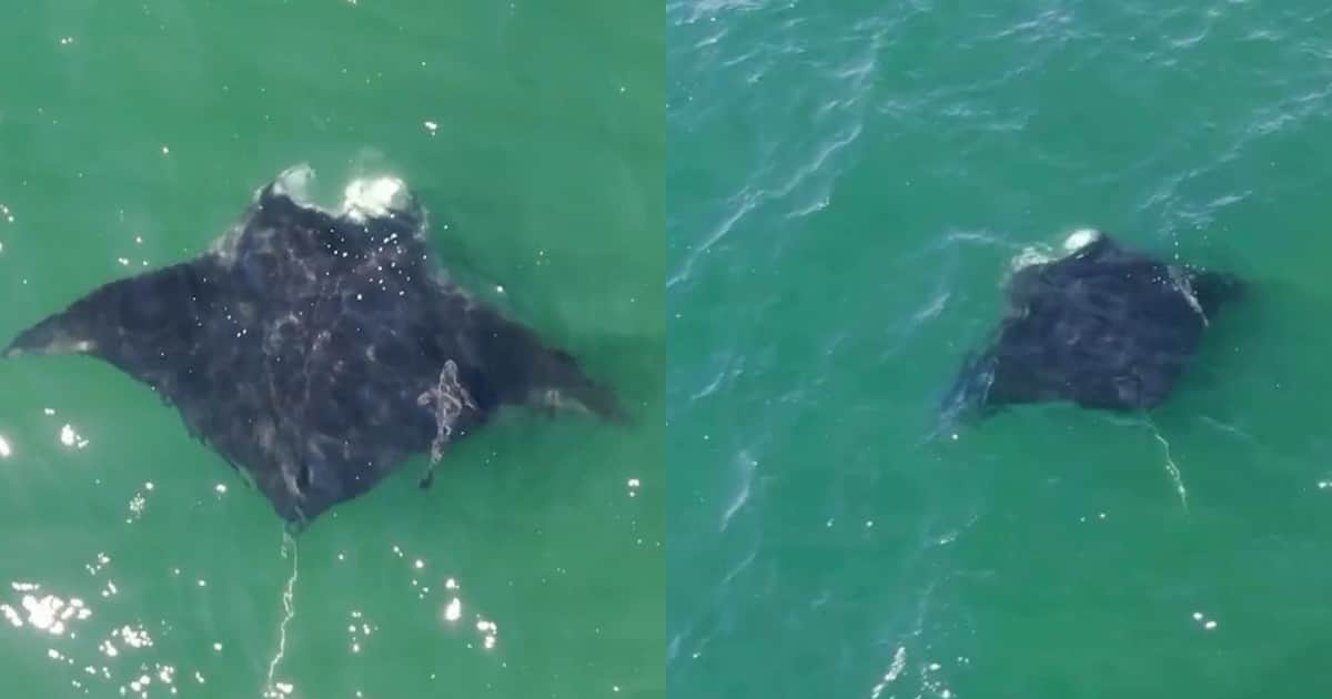 Una mantarraya gigante apareció cerca de una playa de Nueva York y sorprendió a los visitantes