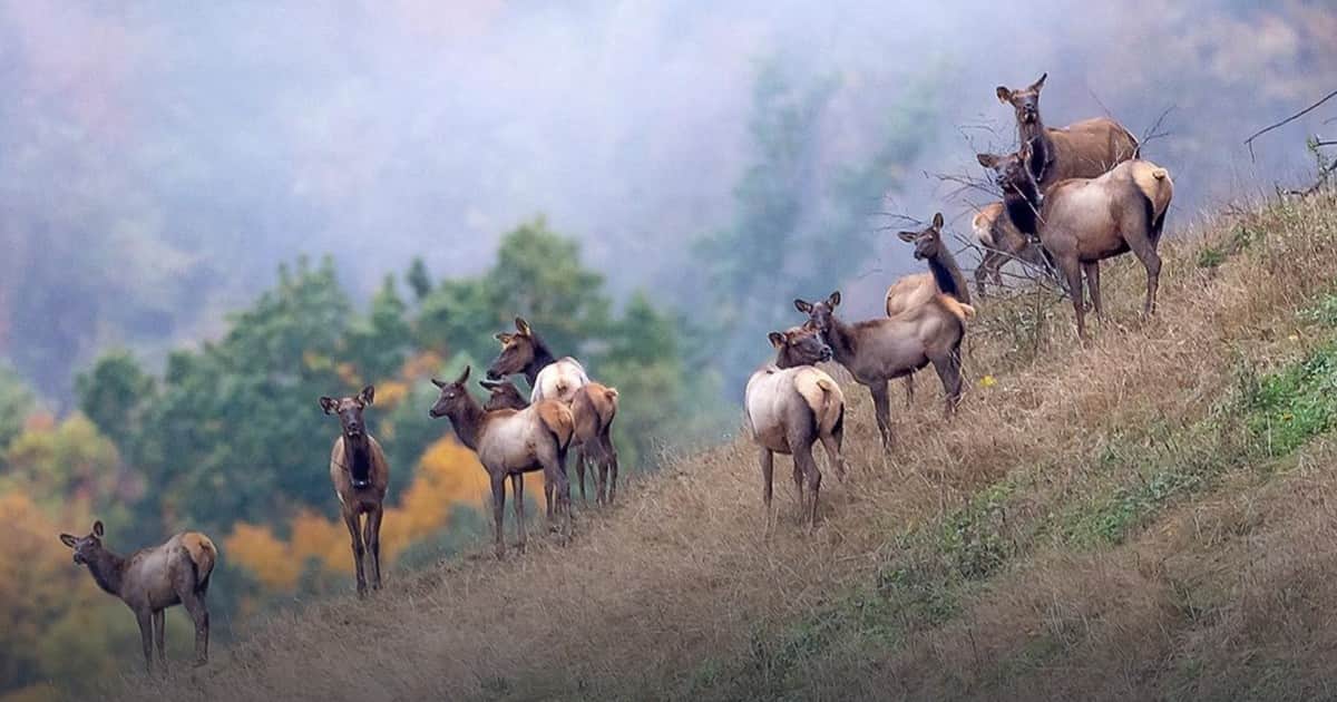 Entre 1997 y 2002 liberaron 1.541 alces en minas de carbón a cielo abierto; 25 años después la manada cuenta con unos 13.000 ejemplares de distinto origen genético en un terreno recuperado con pastizales