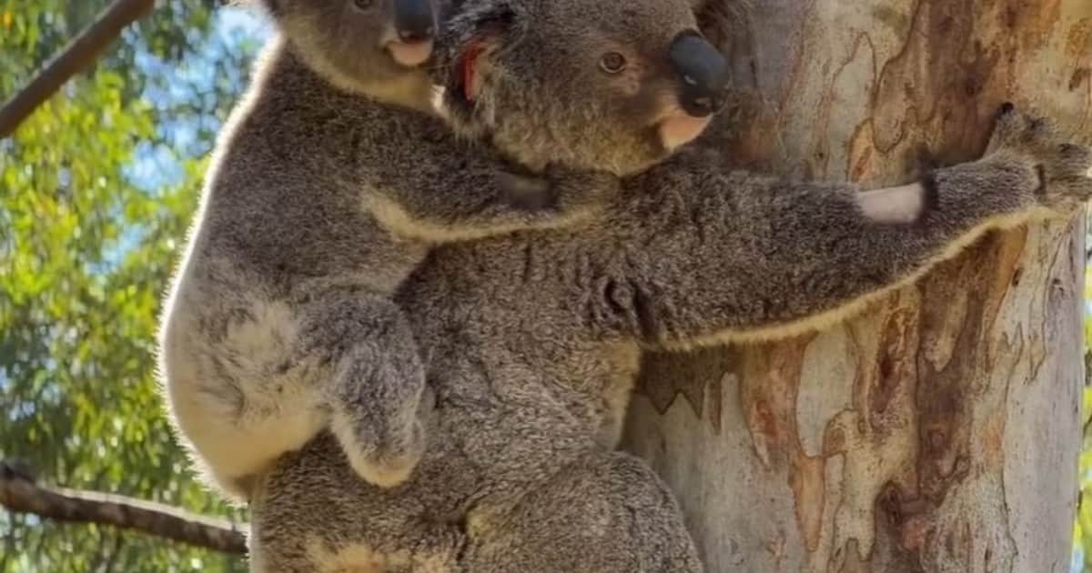 Una madre koala y su cría obtuvieron una segunda oportunidad de vida tras sobrevivir al impacto de un tren: "El equipo veterinario trabajó sin descanso para salvarlos"