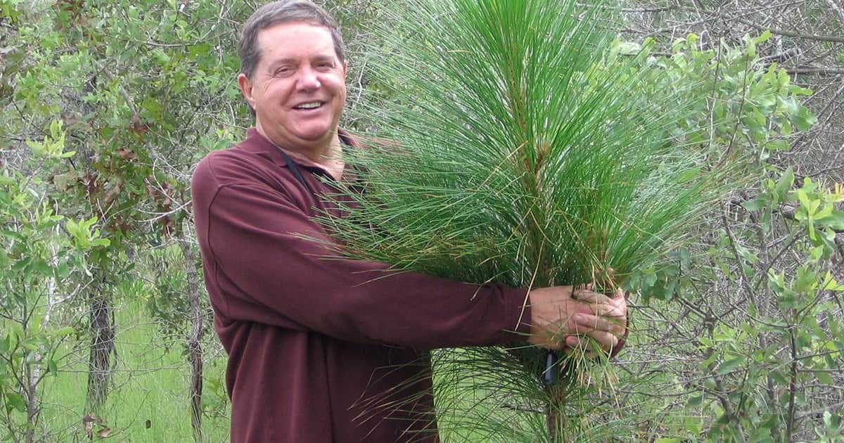 Un hombre compró 51.000 acres de granjas y tierras degradadas en Florida, gastó medio millón de dólares anuales plantando pinos de hoja larga y décadas después se convirtió en el mayor proyecto de restauración privada al este del río Mississippi