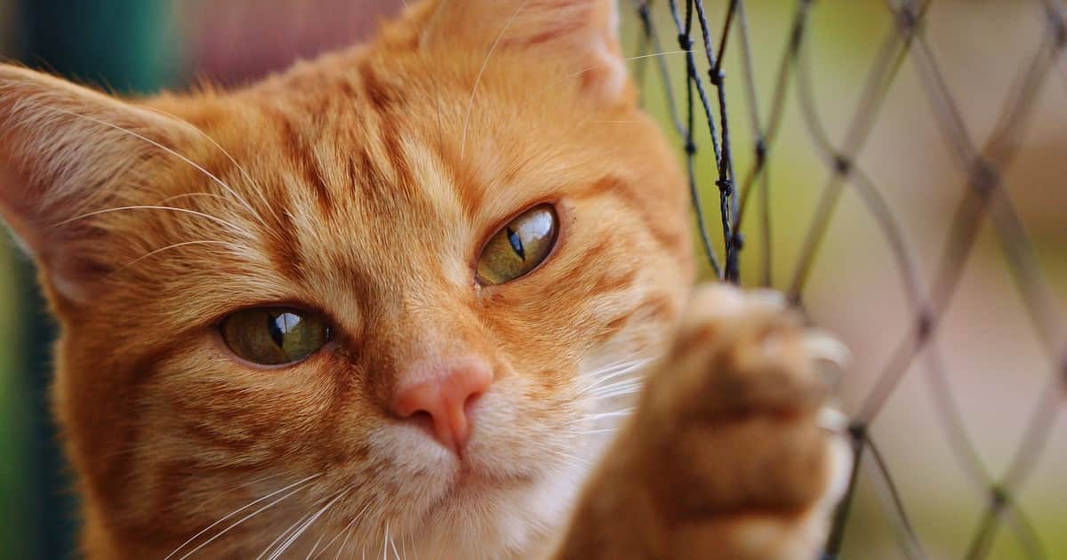 La psicología dice que los dueños de gatos a quienes les gusta que su mascota los ignore no se conforman con menos afecto: prefieren una relación en la que la atención debe ganarse, y los investigadores descubren que esta preferencia también se manifiesta en sus relaciones humanas