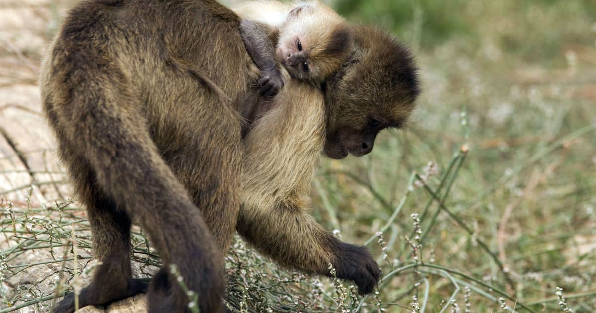Cuando se agotaron el agua y la fruta, estos adorables monos dejaron de compartir, formaron bandas rivales y comenzaron a vigilar la orilla del río como si fuera un club privado