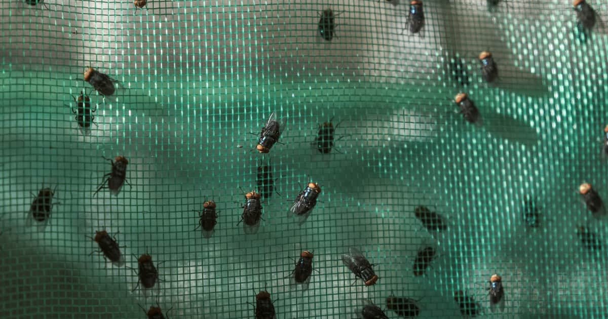 Dentro de la lucha contra una mosca come carne en México