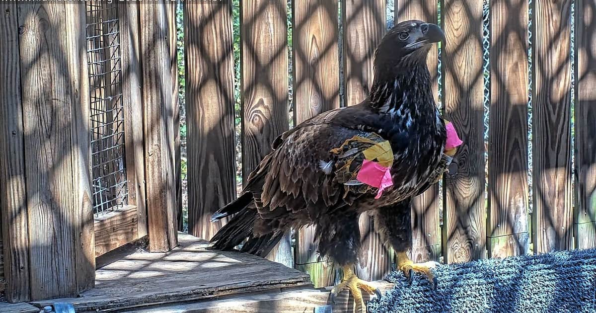 Un ave joven que cayó del sitio donde anidaba debido a una tormenta volvió a la naturaleza meses después: "Es maravilloso ver al águila volar hacia la libertad"