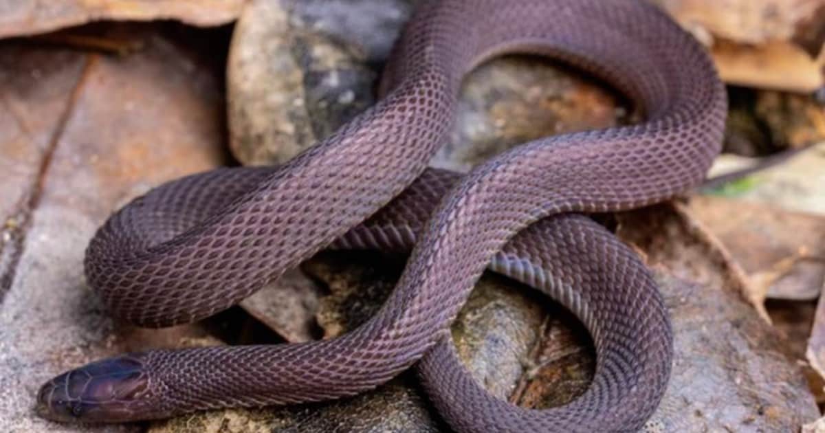 Con solo 17 años caminó 40 noches por la montaña en busca de una exótica serpiente que los biólogos necesitaban para una investigación científica