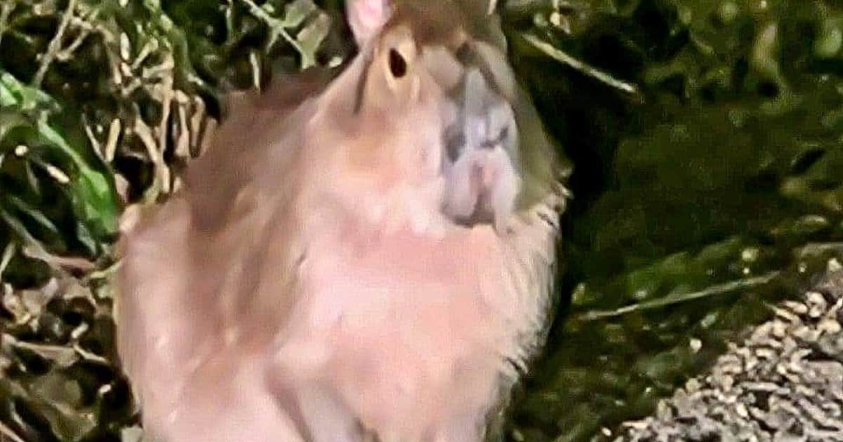 Samba, el "capibara fugitivo", apareció con vida cinco meses después de escapar de un zoológico: "Sobrevivió en cursos de agua todo este tiempo"