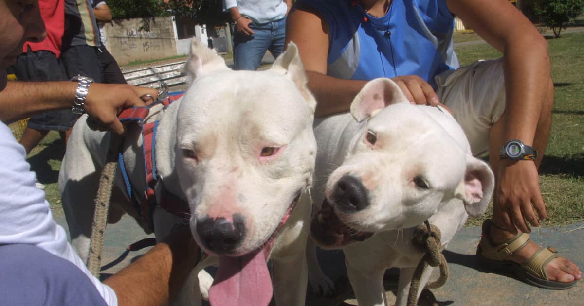 Otra nena víctima del ataque de un perro: el animal de su familia la mordió en su casa y quedó internada con pronóstico reservado