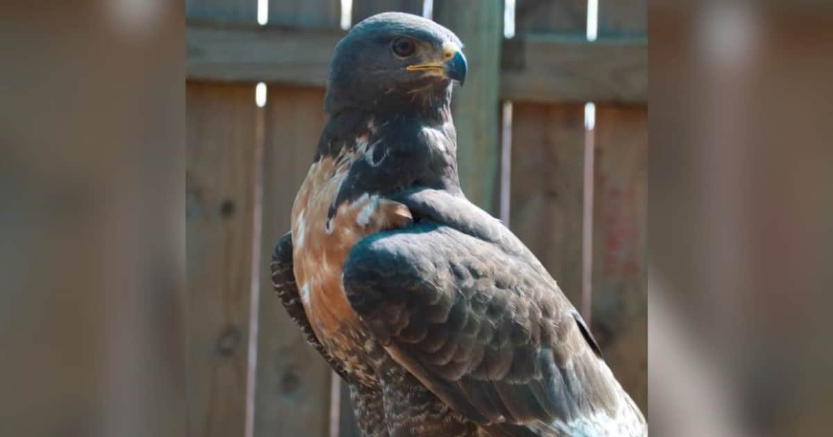 Un ave que fue víctima de un presunto atropello regresó a la naturaleza luego de recibir cuidados especializados