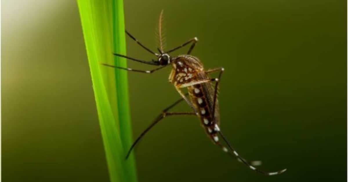 El decreto insólito: un intendente prohíbe a los mosquitos tigre sobrevolar su municipio