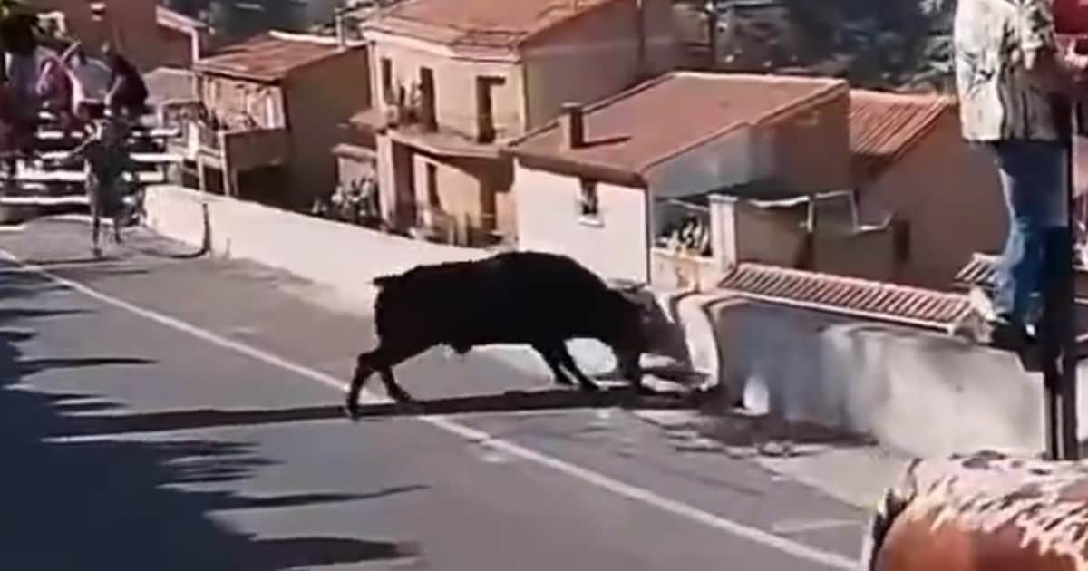 Drama durante la celebración de las fiestas patronales de España: una mujer fue embestida por un toro y murió
