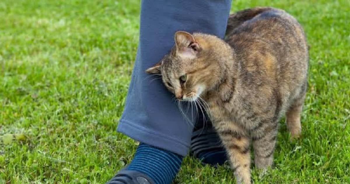 Pancho Cavero, veterinario: "Cuando un gato se frota en tus piernas, brazos o cara lo hace para marcarte con su olor y decirte lo importante que eres"