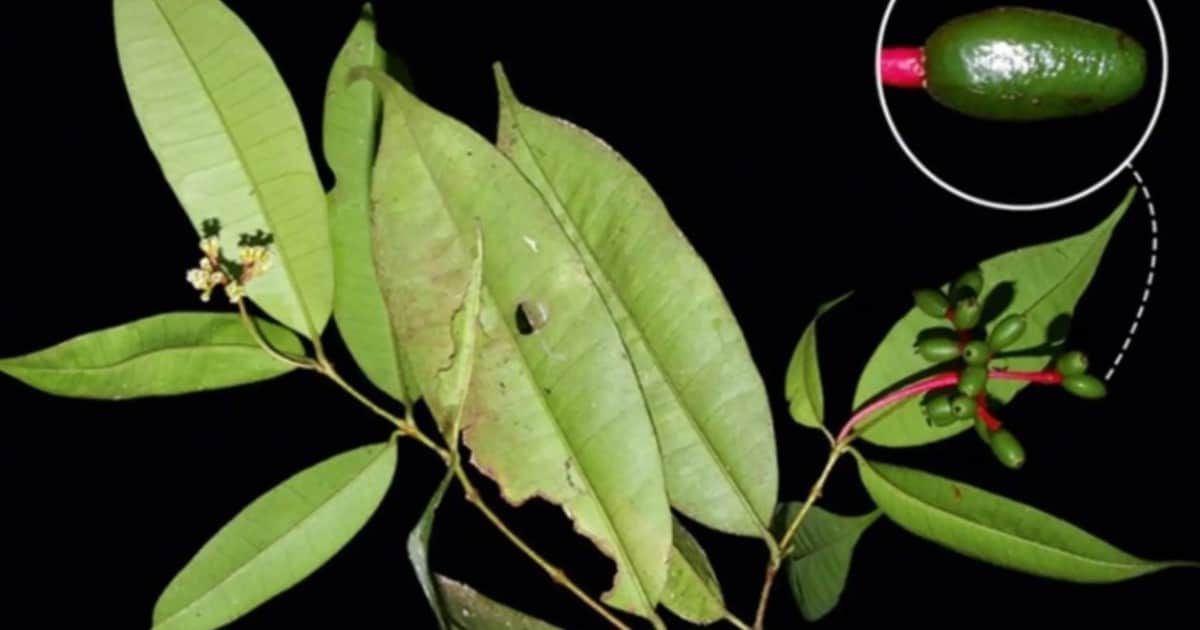 Después de casi un siglo descubren una extraña especie de planta en medio de la selva