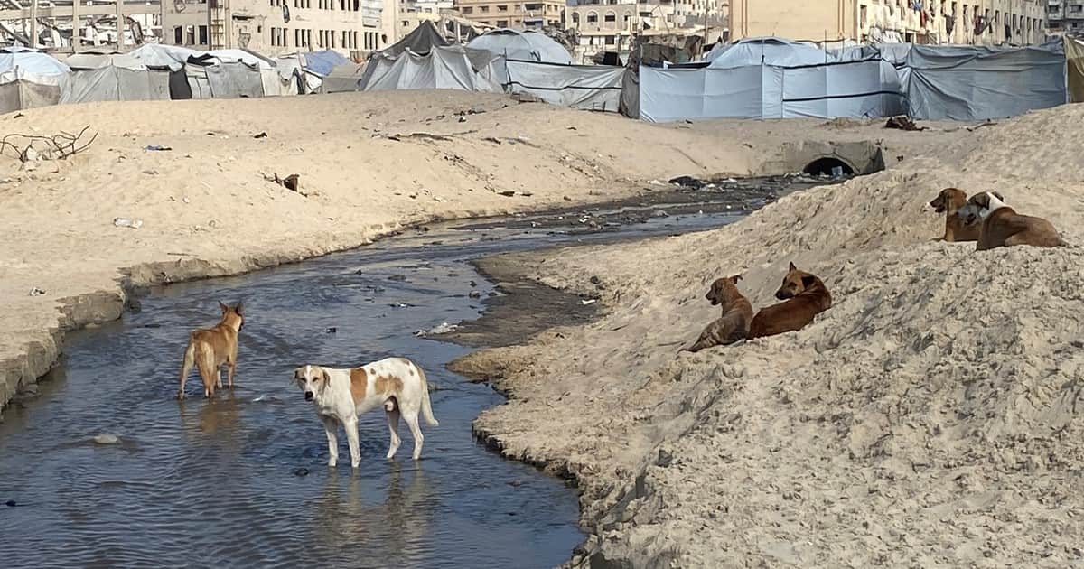 Emergencia hídrica: cómo las algas y la crisis de saneamiento en Gaza frenaron casi el 80% de la desalinización de agua en Israel