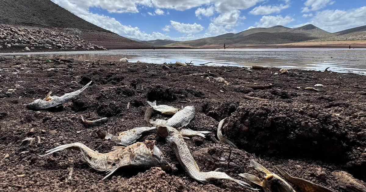 Súper Niño 2026 en Argentina, EN VIVO: más de 16 millones de personas podrían sufrir escasez de alimentos en Latinoamérica por efecto de este fenómeno
